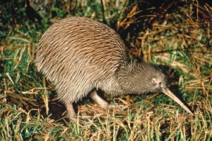 Kiwi
